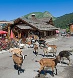 Le Village aux Chèvres